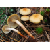 Мицелий Опенка макового / Ложноопенок серопластинчатый (Hypholoma capnoides)